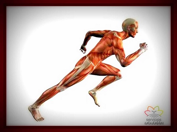 ¿SON IMPORTANTES LAS PROTEÍNAS PARA EL DEPORTISTA? ¿SON IMPORTANTES LAS PROTEÍNAS PARA EL DEPORTISTA?